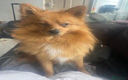Pomeranian dogs for sale: Lovely dog for sale  - Image 3
