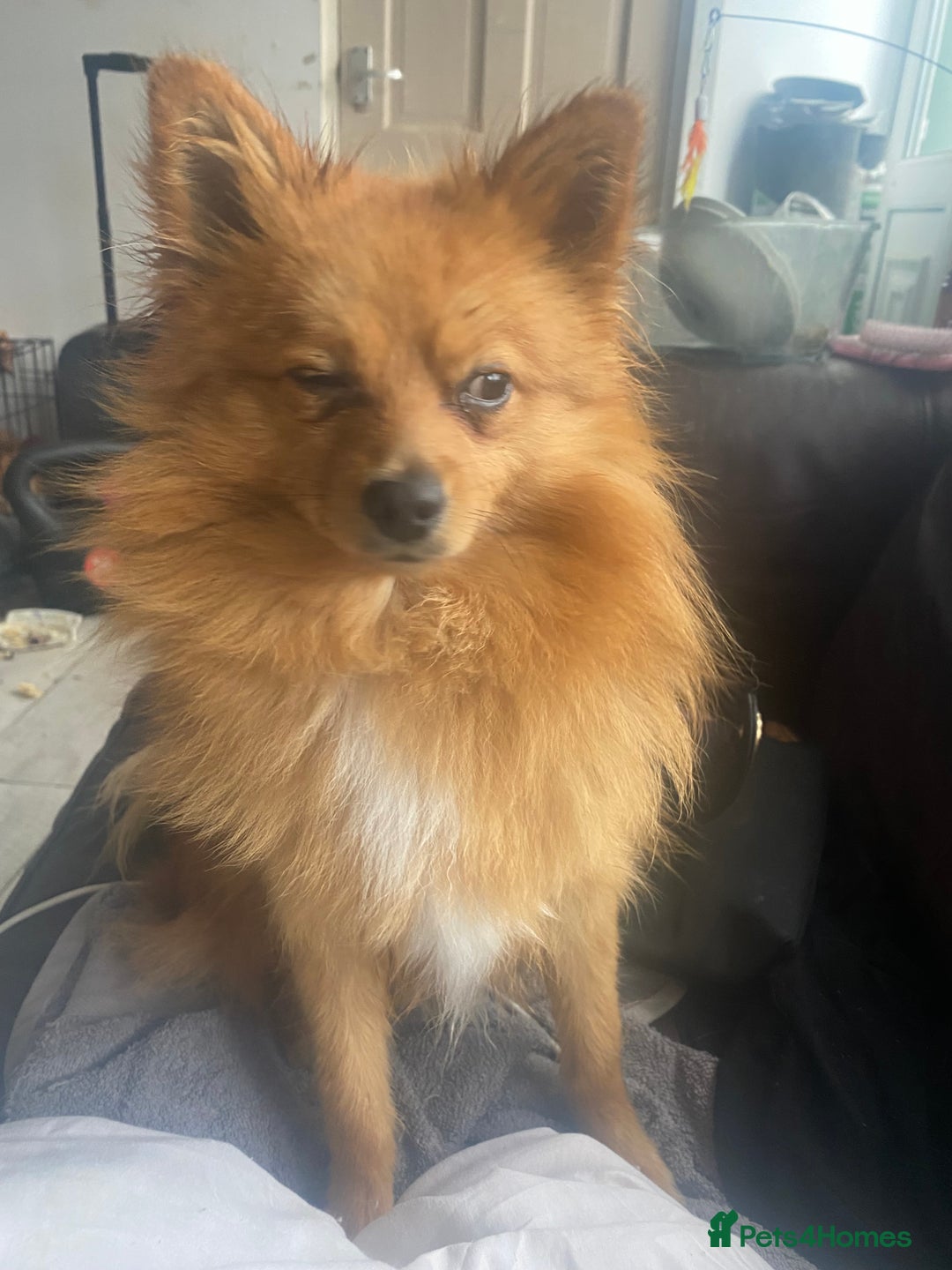 Pomeranian dogs for sale: Lovely dog for sale  - Image 3