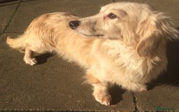 Dachshund dogs for stud: CREAM LONGHAIRED DACHSHUND FOR STUD - Image 3