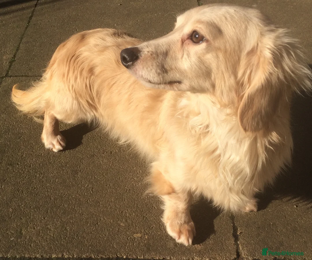 Dachshund dogs for stud: CREAM LONGHAIRED DACHSHUND FOR STUD - Advert 3