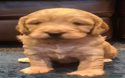 Cockapoo dogs for sale: Cockerpoo - Image 3