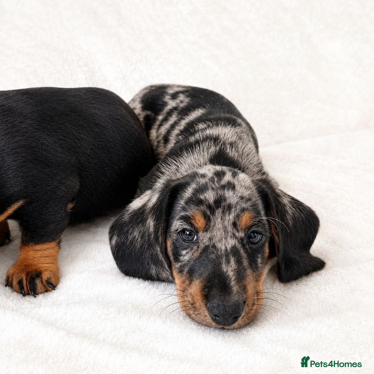 Miniature Dachshund dogs Miniature Dachshund Puppies, PRA clear - Advert 17