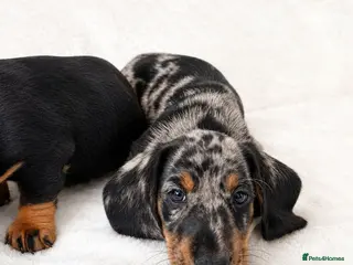 Miniature Dachshund dogs Miniature Dachshund Puppies, PRA clear - Advert 17