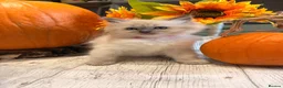 Ragdoll cats for sale: Beautiful litter of Ragdoll kittens - Advert 30