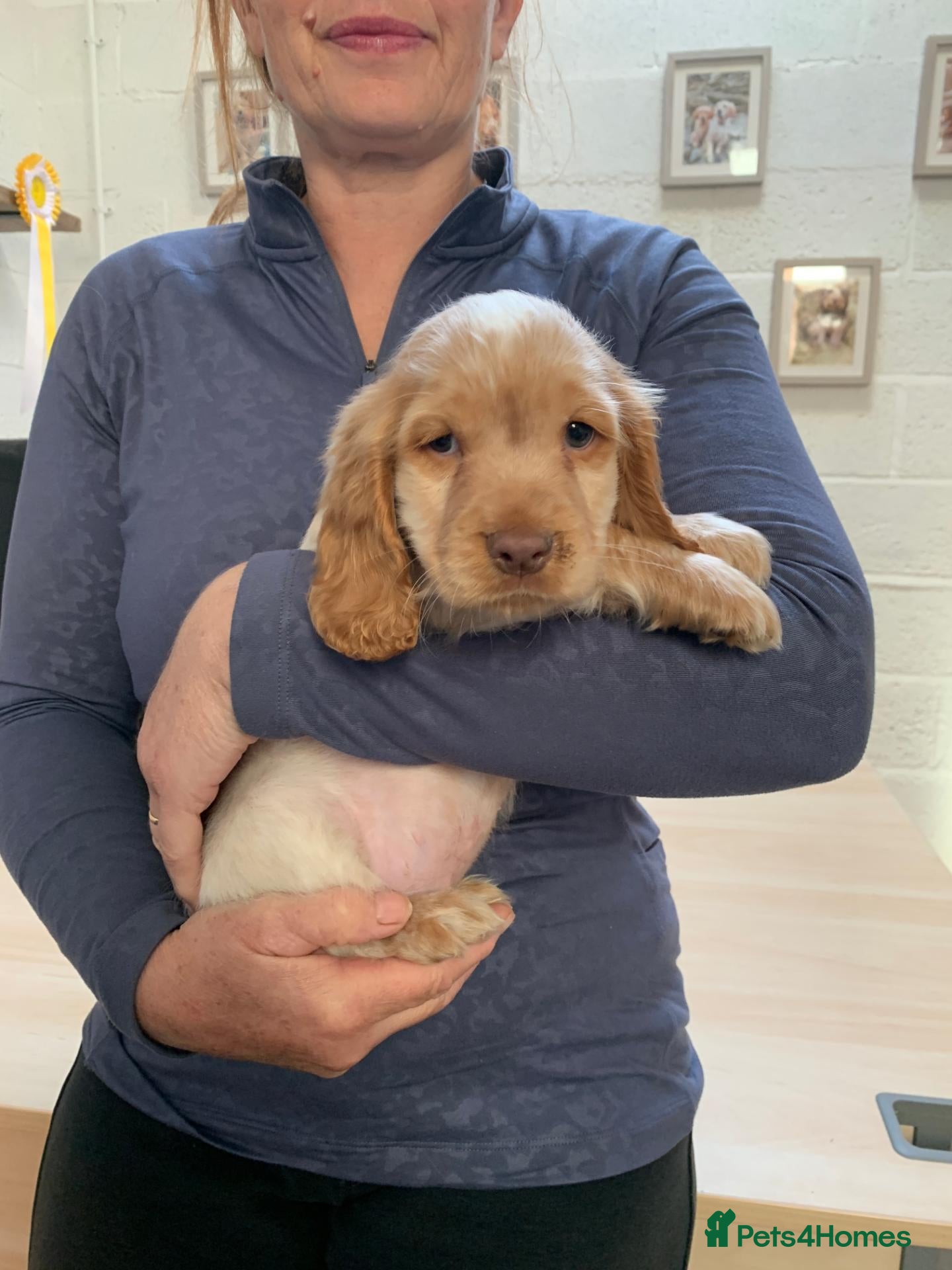 Cocker Spaniel dogs K.C REGISTERED COCKER SPANIEL PUPPIES - Advert 1