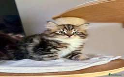 Siberian cats for sale: Champion line Kittens  - Image 1