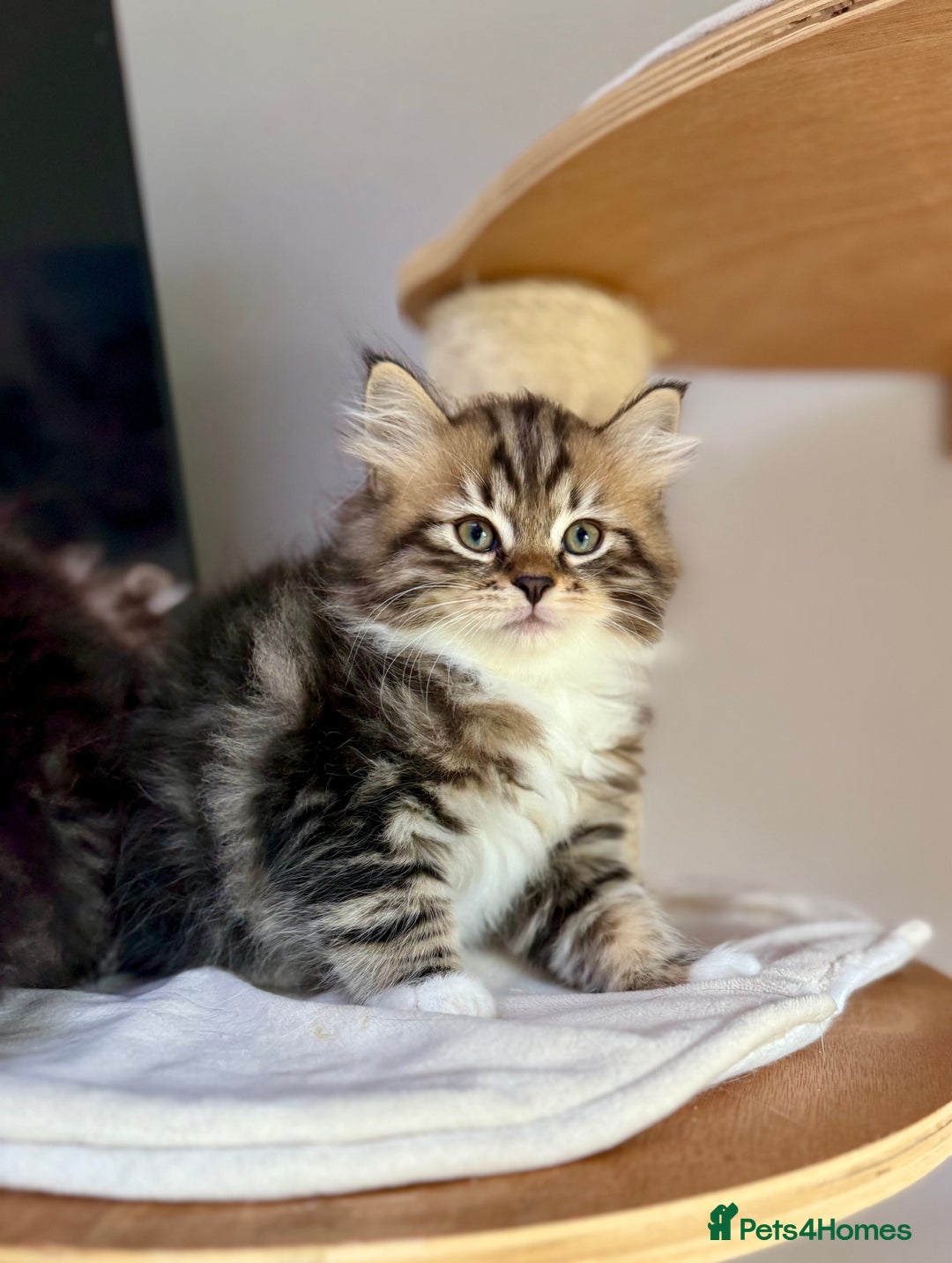 Siberian cats for sale: Champion line Kittens  - Image 1