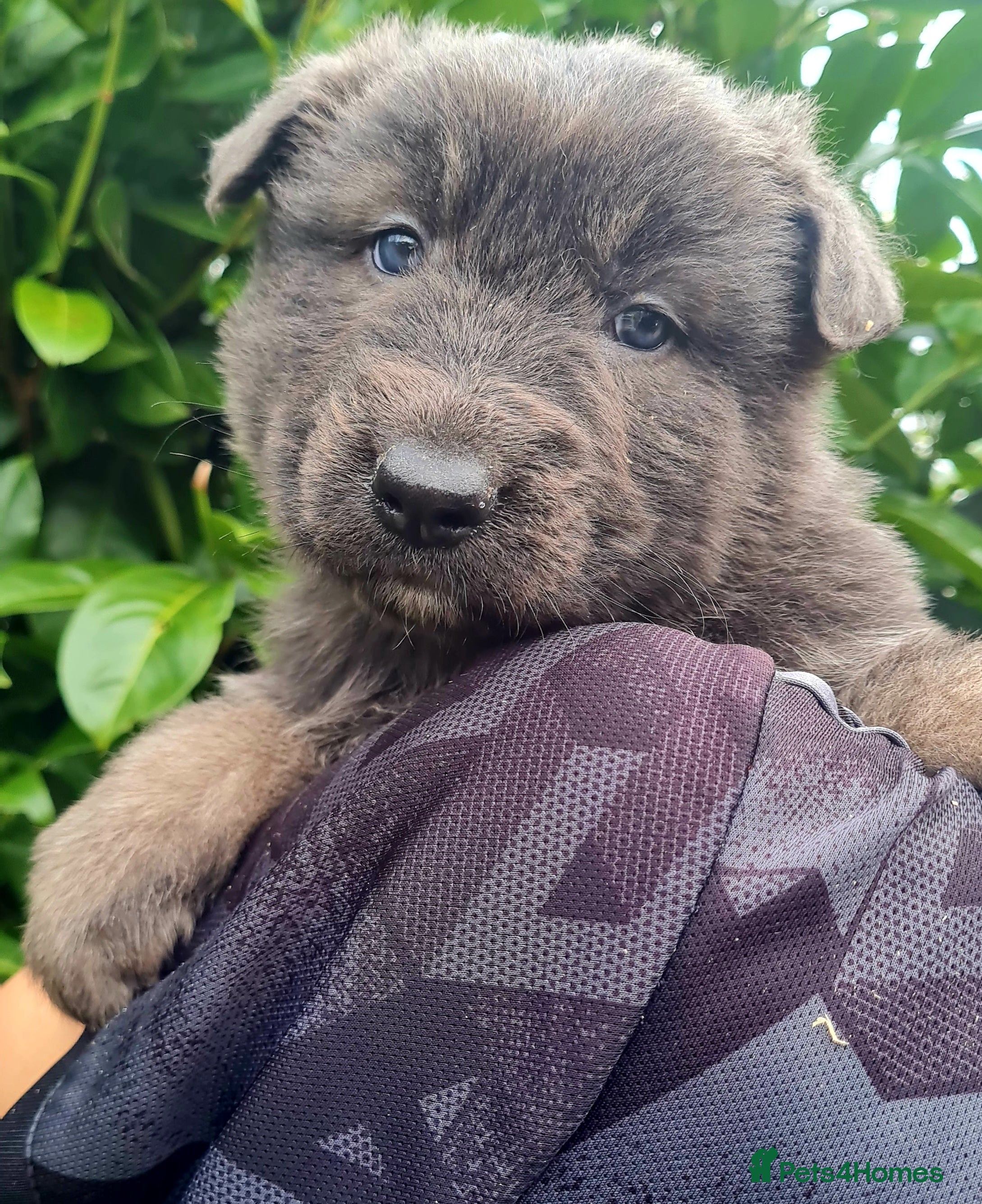 German Shepherd dogs German Shepherd Puppies for sale - Advert 2