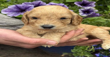 Cockapoo dogs - Advert 10