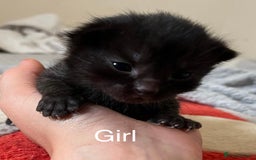 Mixed Breed cats for sale: Beautiful kittens - Image 4