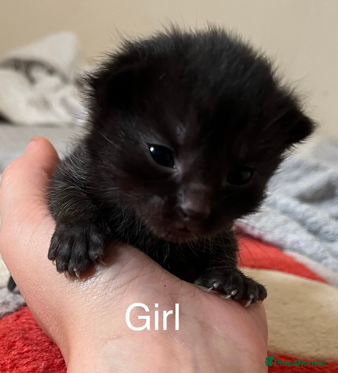 Mixed Breed cats for sale: Beautiful kittens - Image 4