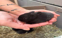 Vienna rabbits for sale: baby bunnies ready early sep - Image 4