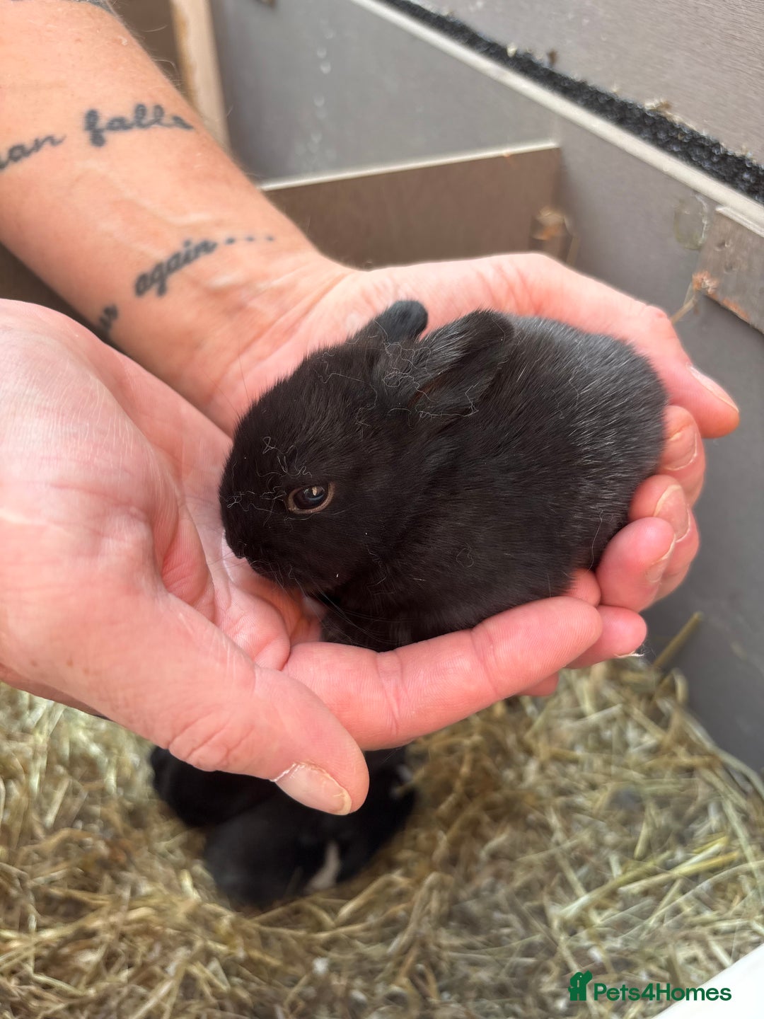 Vienna rabbits for sale: baby bunnies ready early sep - Image 4