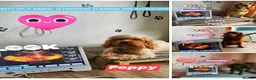 Toy Poodle dogs for sale: KC Reg, H/T Proven Red Toy Poodle - Advert 4