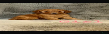 Cockapoo 3