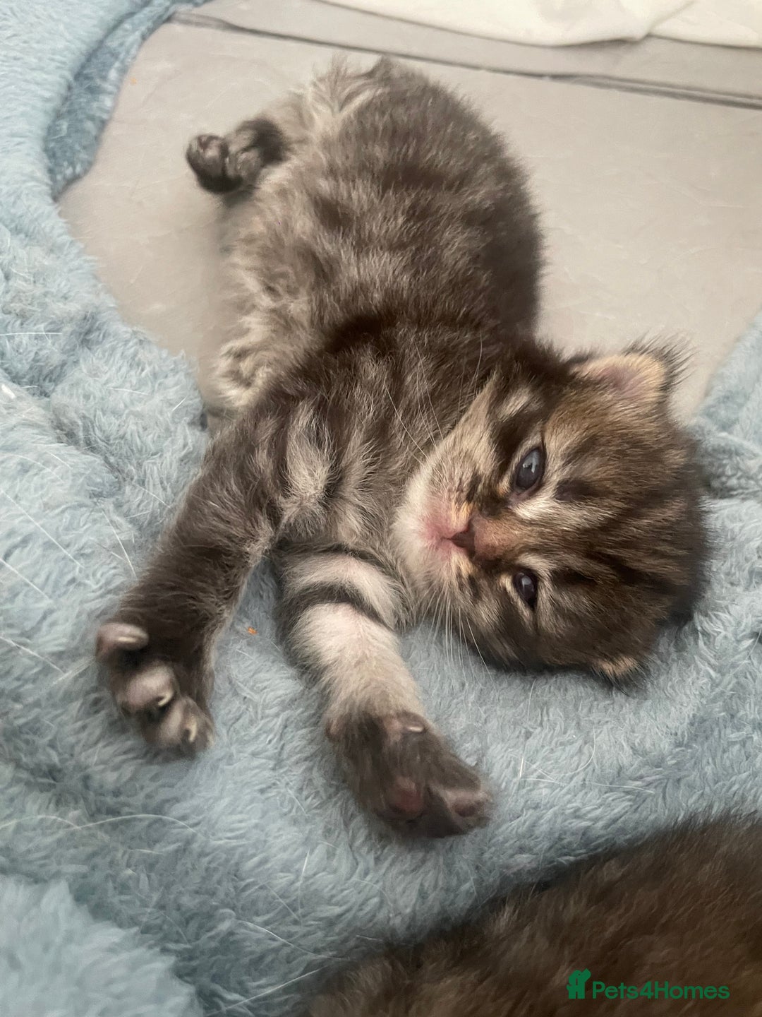 Scottish Fold cats for sale: 2 beautiful Scottish fold kittens  - Image 11