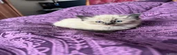 Ragdoll cats for sale: 🥰🥰🥰 - Advert 3