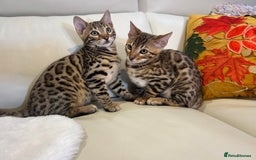 Bengal cats for sale: Bangal Kittens  - Image 8