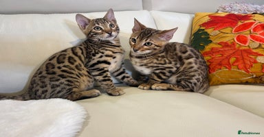 Bengal cats - Advert 5