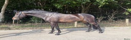 Westphalian horses for sale: Franz - Top class youngster - Advert 1
