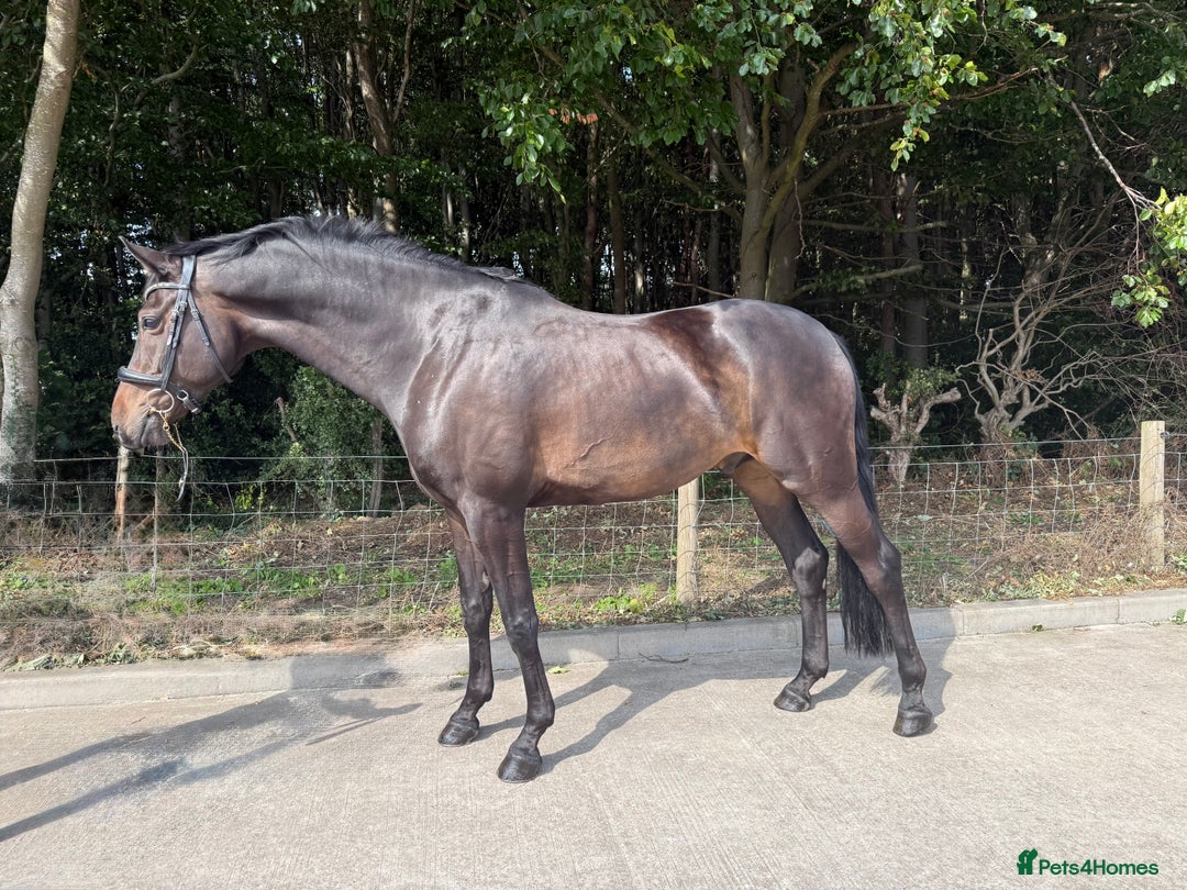 Westphalian horses for sale: Top class youngster - Image 3
