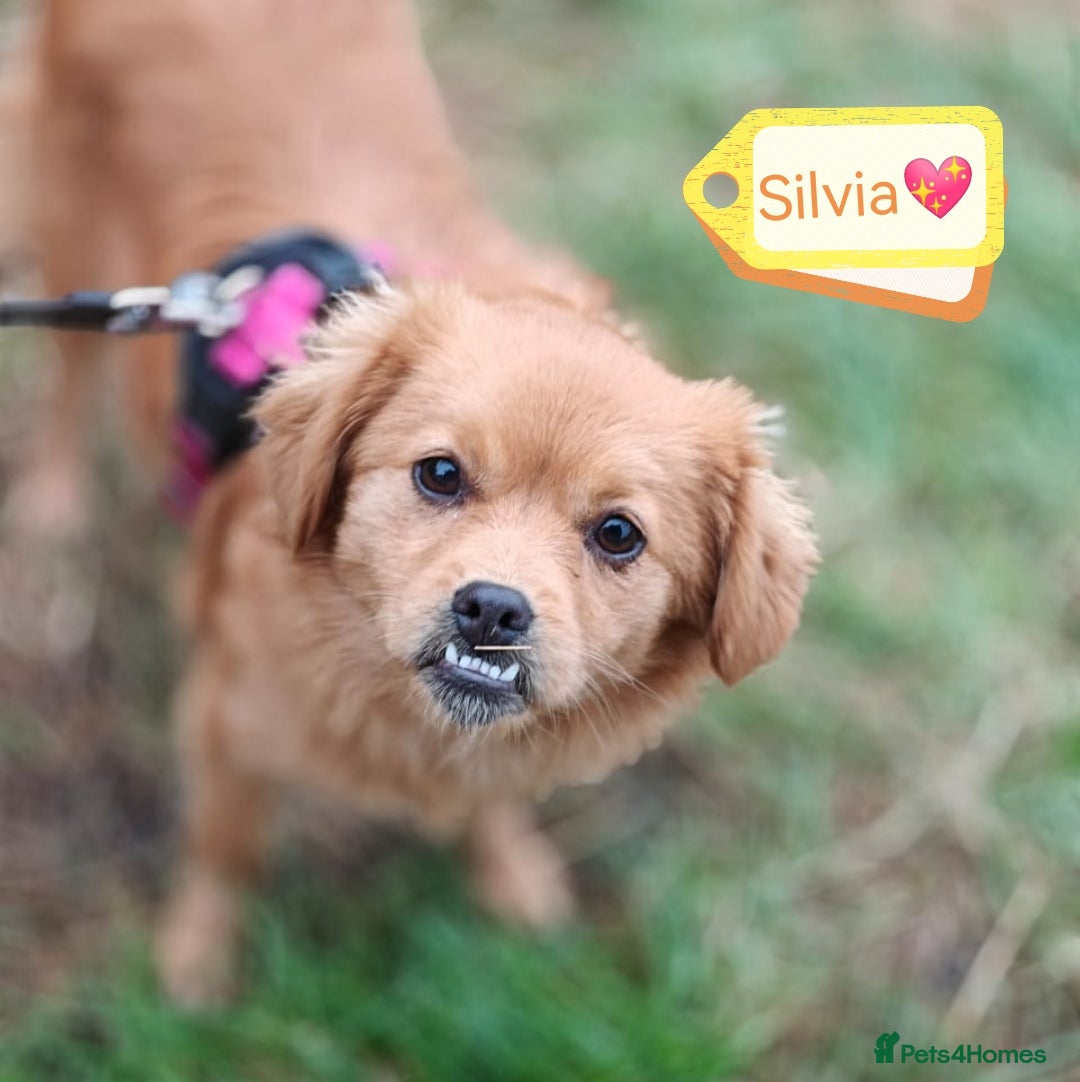 Mixed Breed dogs for adoption: 💖🐶 SILVIA 🐶💖 - Advert 2