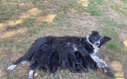 Borador dogs for sale: Beautiful Collie x Labrador Puppies - Image 18