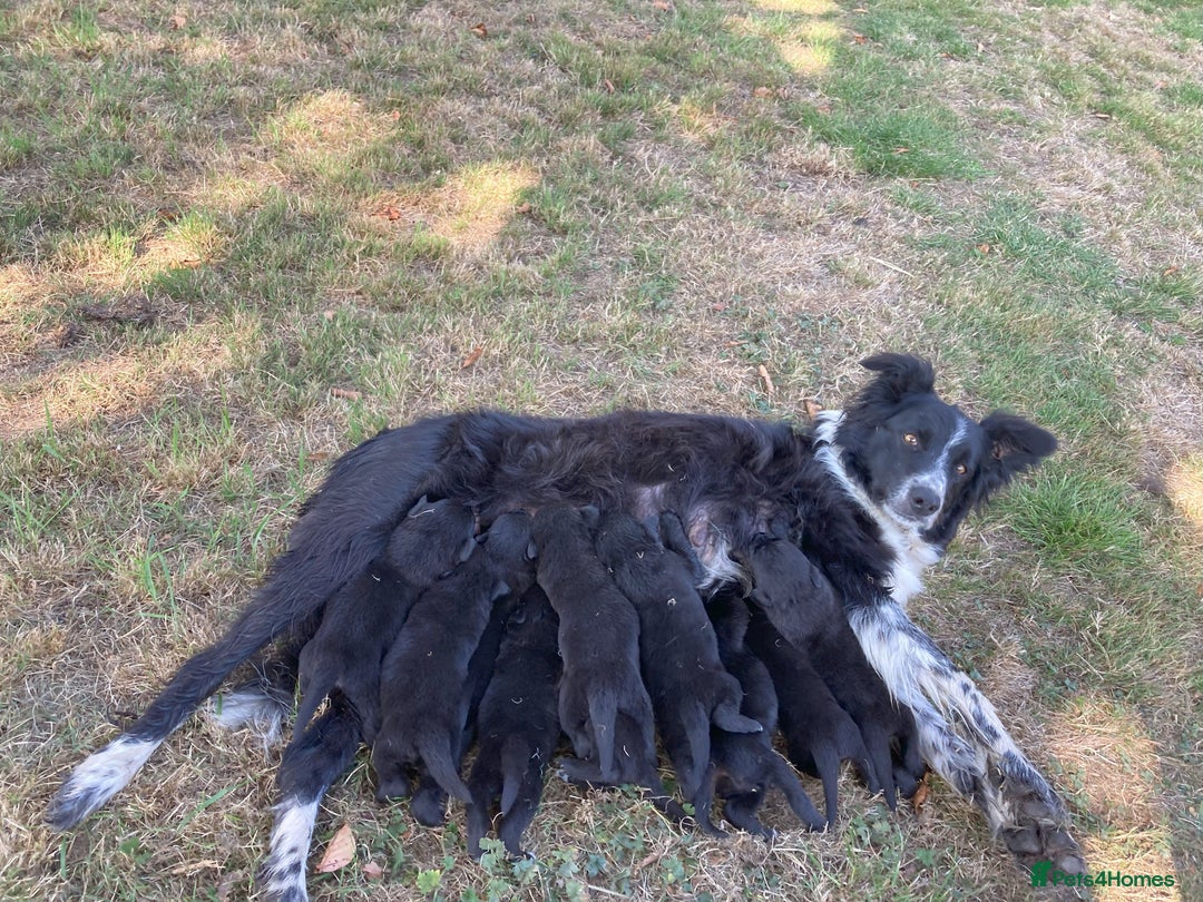 Borador dogs for sale: Beautiful Collie x Labrador Puppies - Image 18