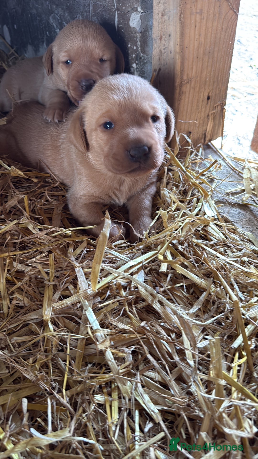 Labrador Retriever dogs for sale: Stunning ftch fox red puppies - Image 4