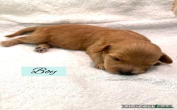 Mixed Breed dogs for sale: Cockapoochi Puppies - Image 4