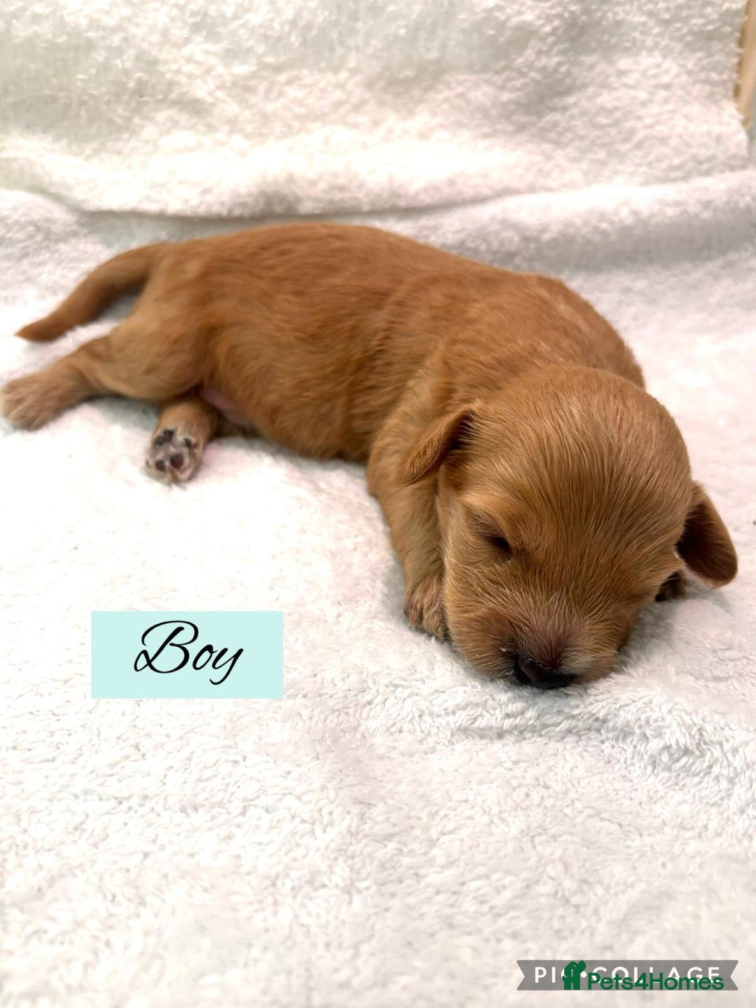 Mixed Breed dogs for sale: Cockapoochi Puppies - Image 4