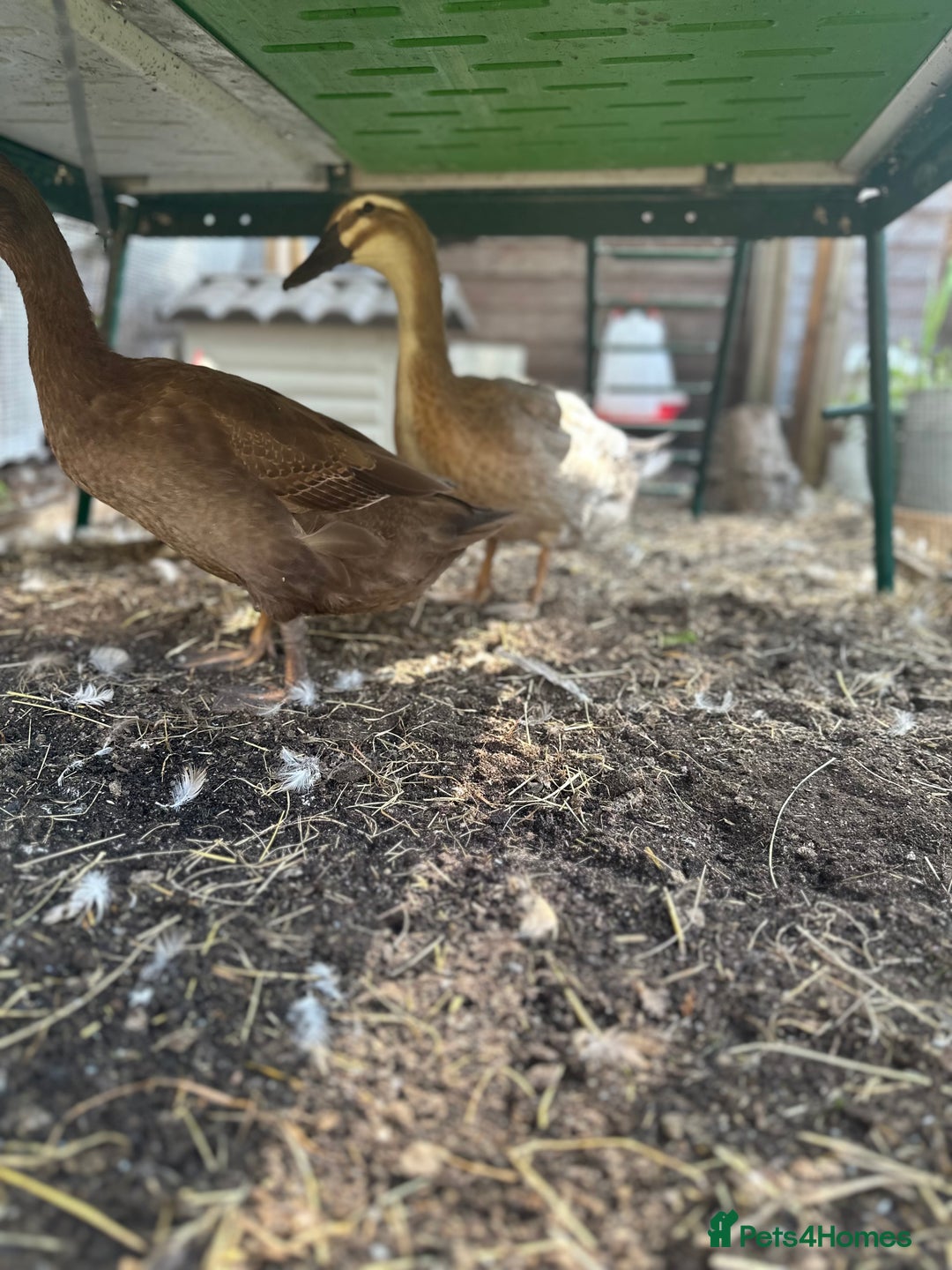 Ducks poultry for sale: 2 Indian runner sucks female  - Image 2