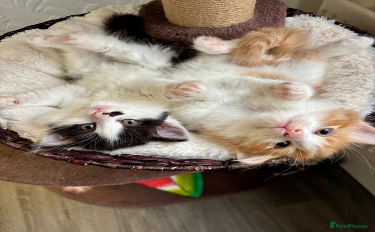 Mixed Breed cats - Advert 7