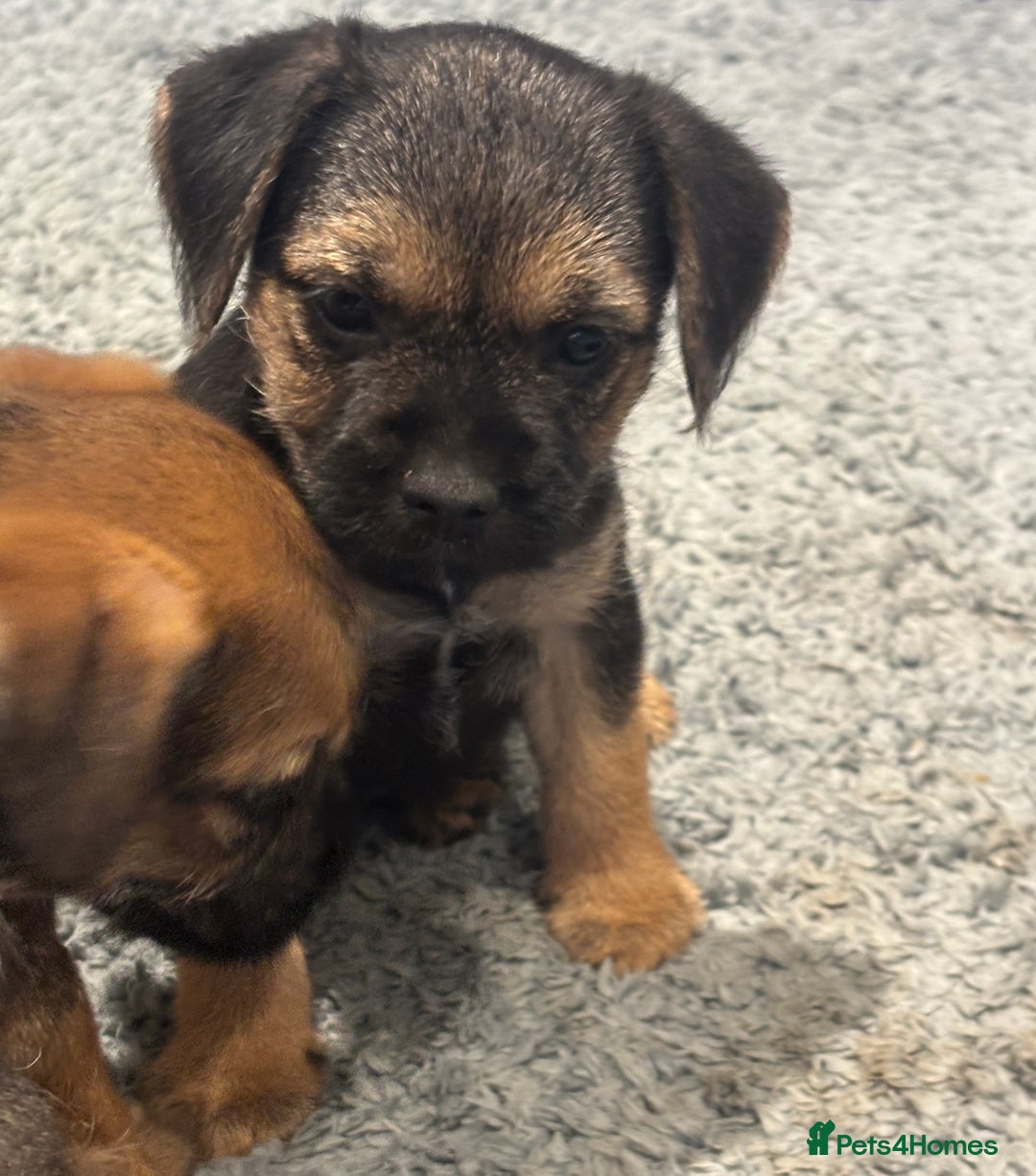 Border Terrier dogs for sale: Stunning KC Registered Border Terrier Pups - Image 2