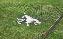Jack Russell dogs for sale: Puppies  - Image 6
