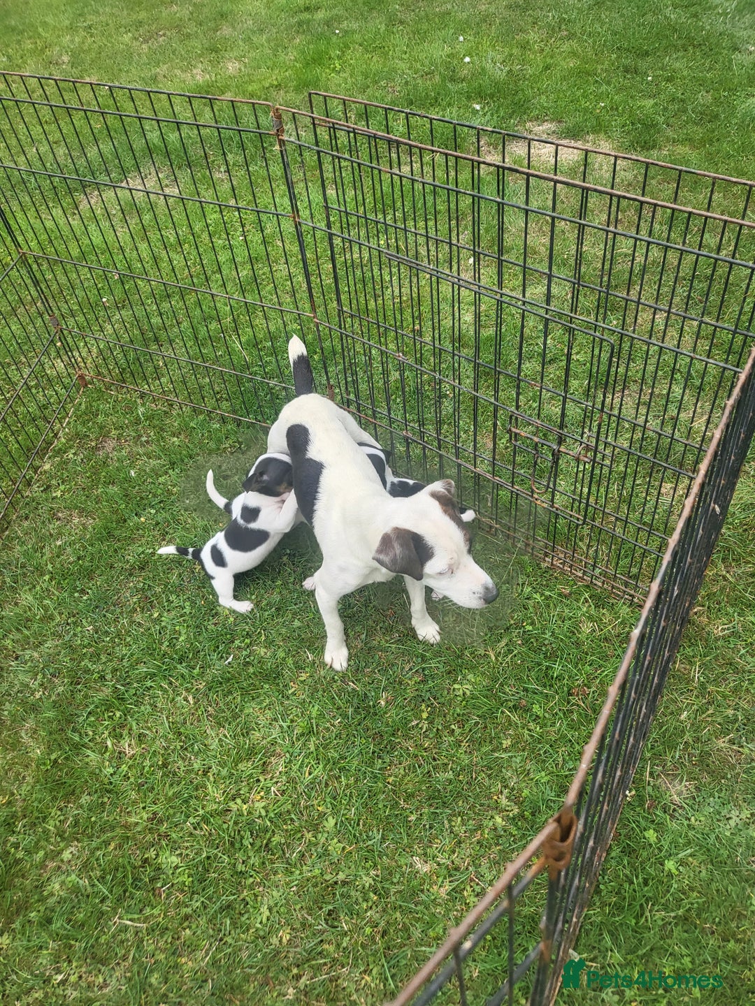 Jack Russell dogs for sale: Puppies  - Image 6