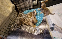 Miniature Dachshund dogs for sale: Longhaired miniature dachshunds  - Image 28
