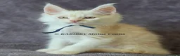 Maine Coon cats for sale: RARE Red Shaded, XL large TICA registerd  - Advert 13