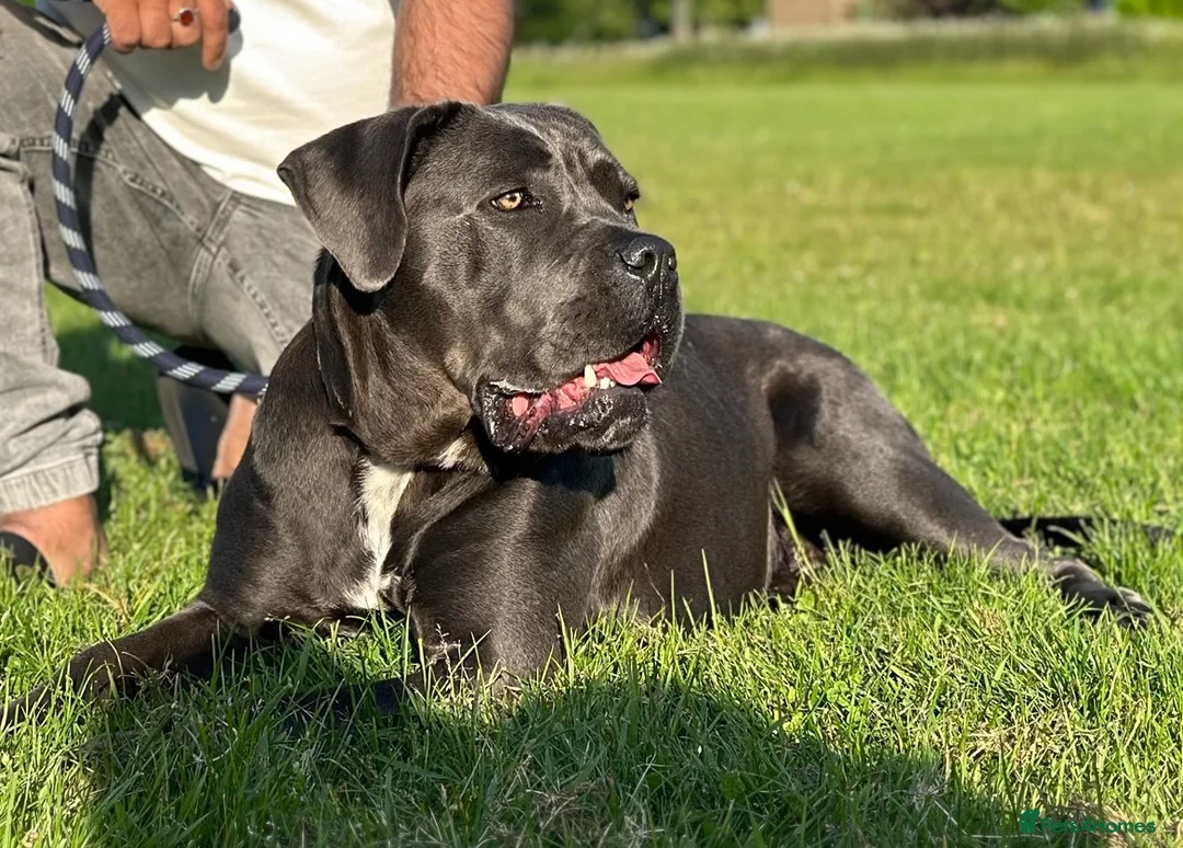 Cane Corso dogs for sale: Cane corso puppies  in Bilston - Advert 1