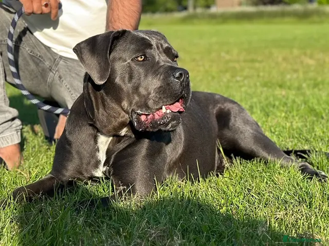 Cane Corso dogs for sale: Cane corso puppies - Advert 1