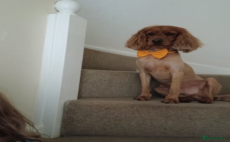 Cockapoo dogs - Advert 1