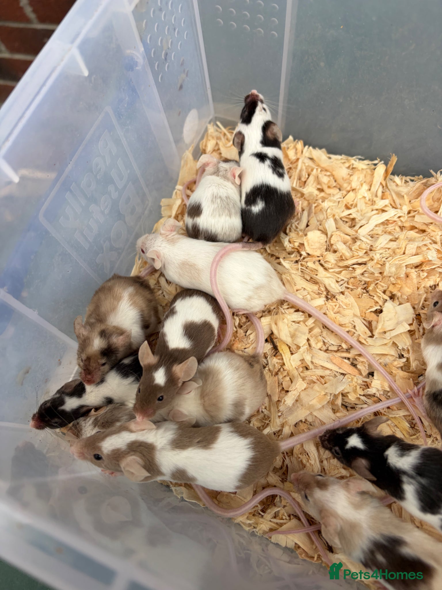Mouse rodents for sale: Friendly mice for sale  - Advert 1