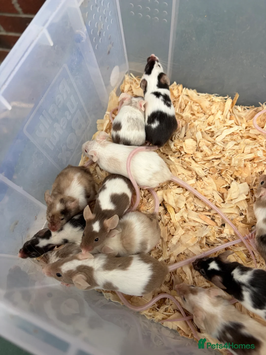 Mouse rodents for sale: Friendly mice for sale  - Advert 1