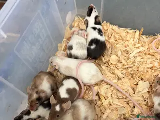 Mouse rodents for sale: Friendly mice for sale - Advert 1