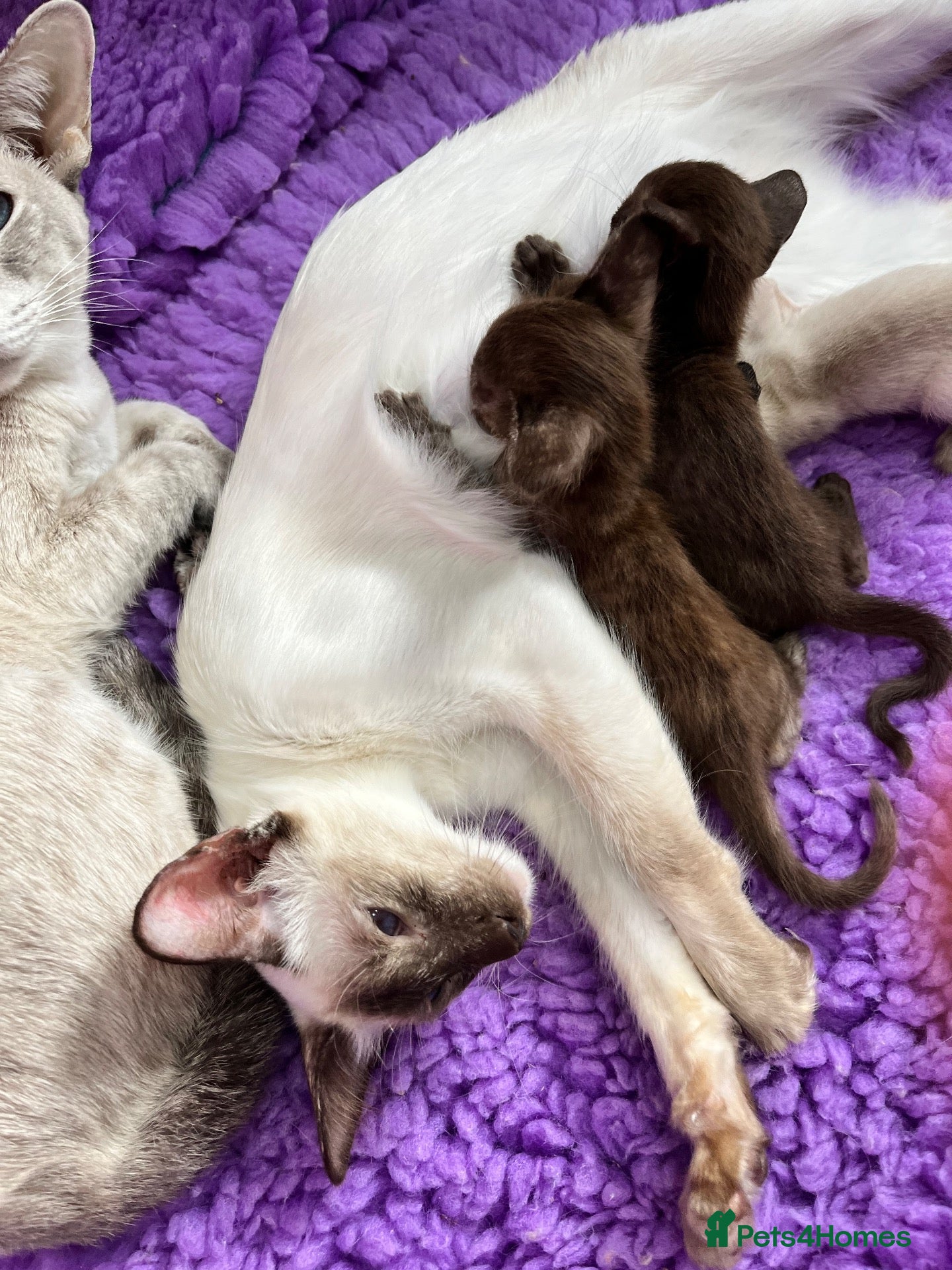 Oriental cats Gccf Reg Oriental and Siamese kittens - Advert 4