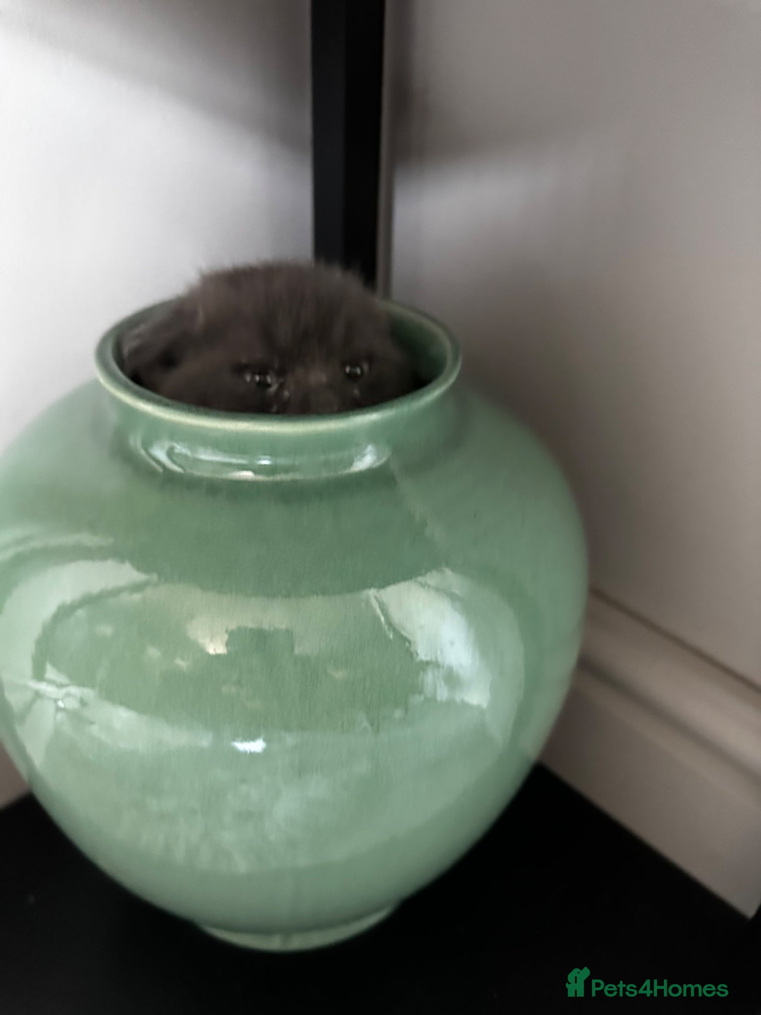 British Shorthair cats British blue teddies  - Advert 2