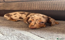 Miniature Dachshund dogs for sale: ❤️❤️⭐️Miniature dachshund⭐️❤️❤️ - Image 12