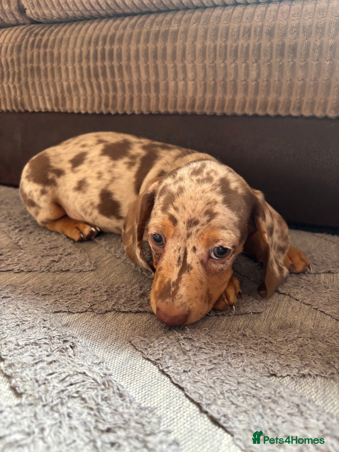 Miniature Dachshund dogs for sale: ❤️❤️⭐️Miniature dachshund⭐️❤️❤️ - Image 12