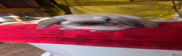 Mini Lop rabbits for sale: Mini lop kits available - Advert 2