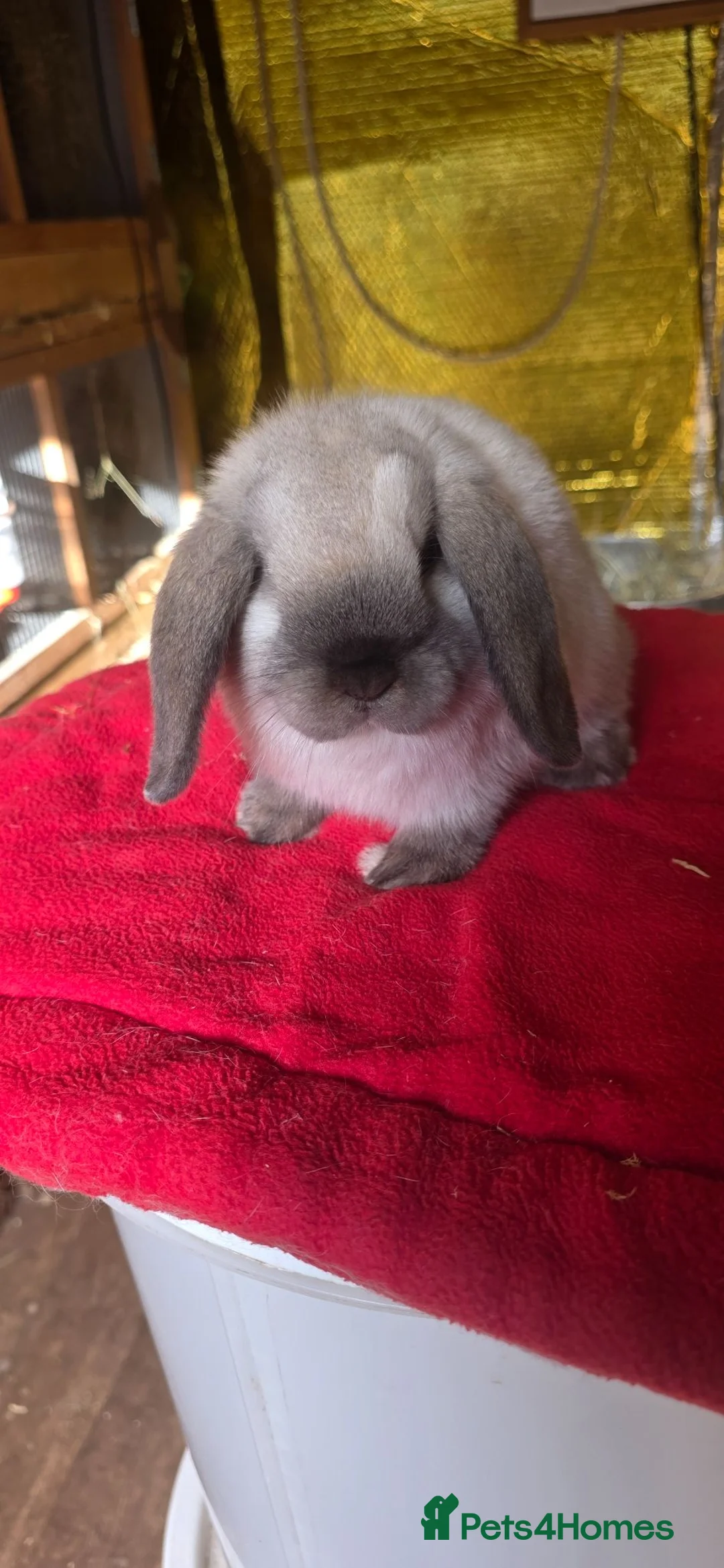 Mini Lop rabbits for sale: Mini lop kits available - Advert 2
